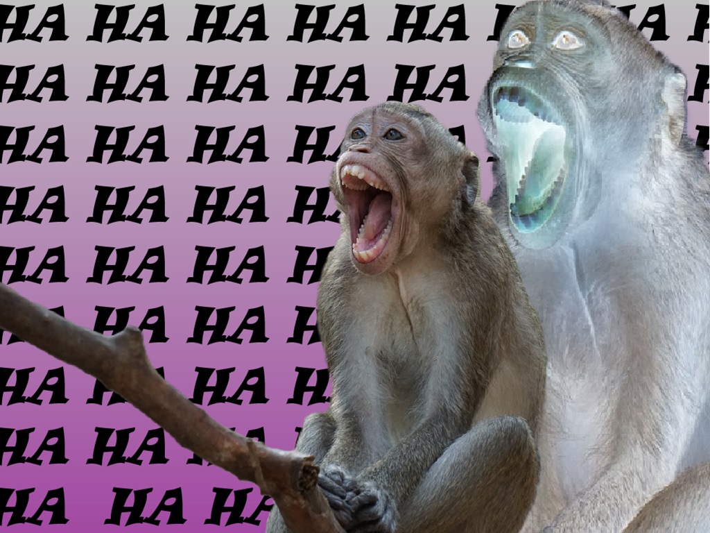 Wildlife researcher unlocks secret behind animal&nbsp;humor